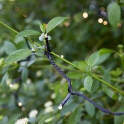 Garden 24V Warm White LED String Lights - 80 Lights -Home Lighting Store 400334 12